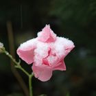 Rosen im ersten Schnee