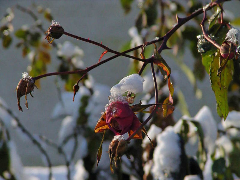 Rosen im Februar