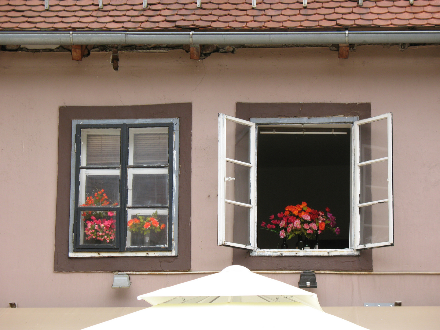 Rosen im Fenster