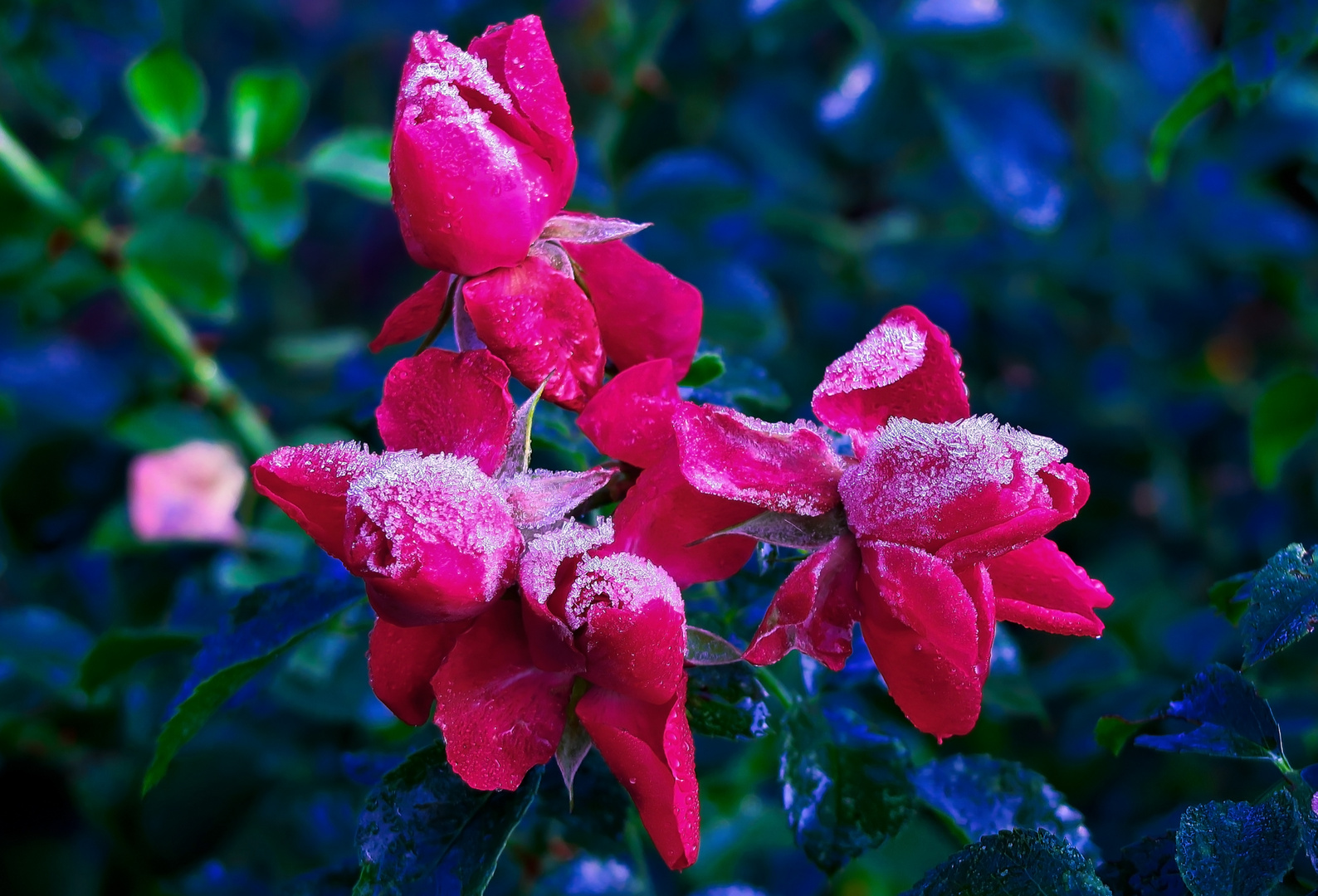 Rosen-im-Frost Foto & Bild | pflanzen, pilze & flechten, blumen, winter Bilder auf fotocommunity