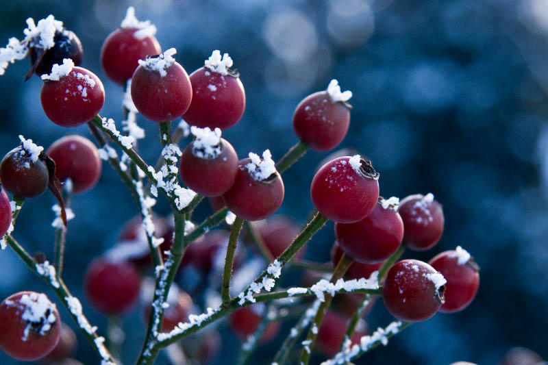 Rosen im Frost