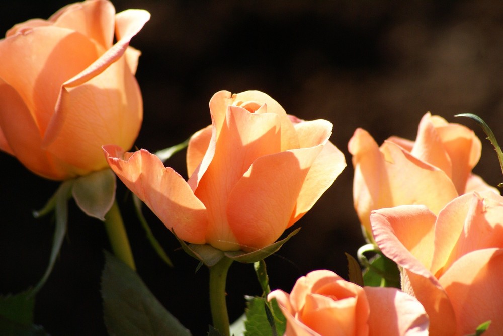 Rosen im Frühlingslicht II