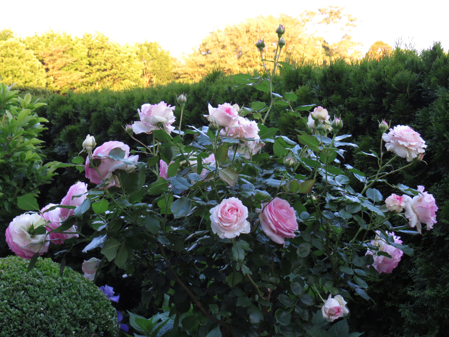 Rosen im Frühsommer 2013