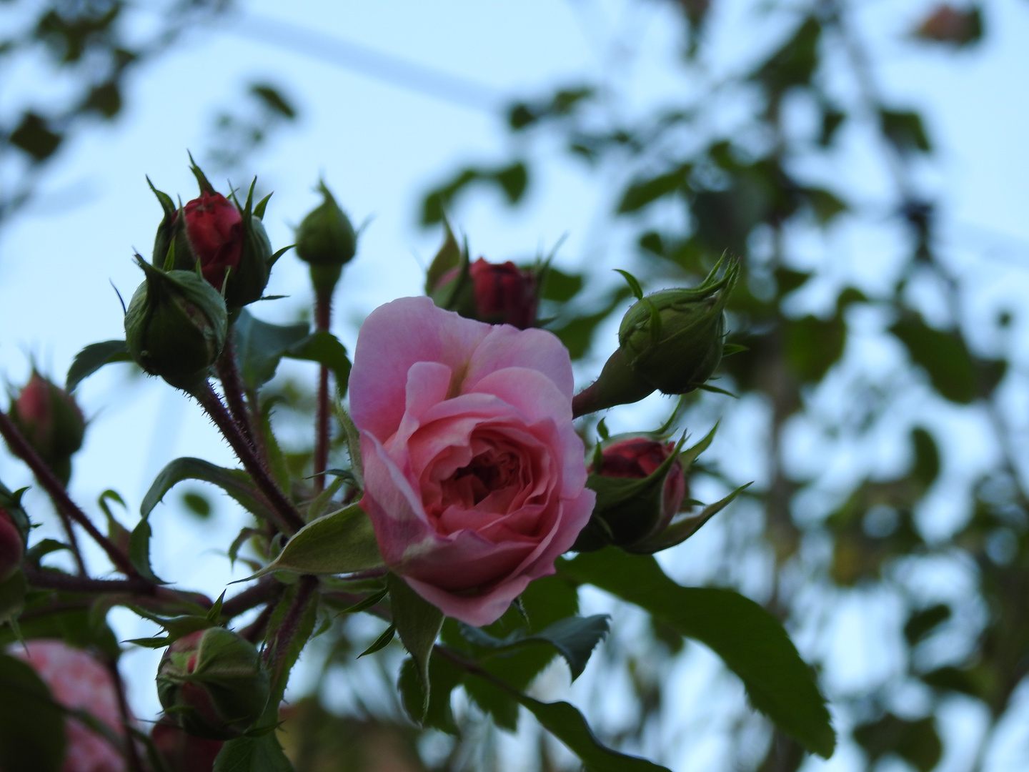 rosen im garten 1 Foto & Bild garten 30.9.2016, motive