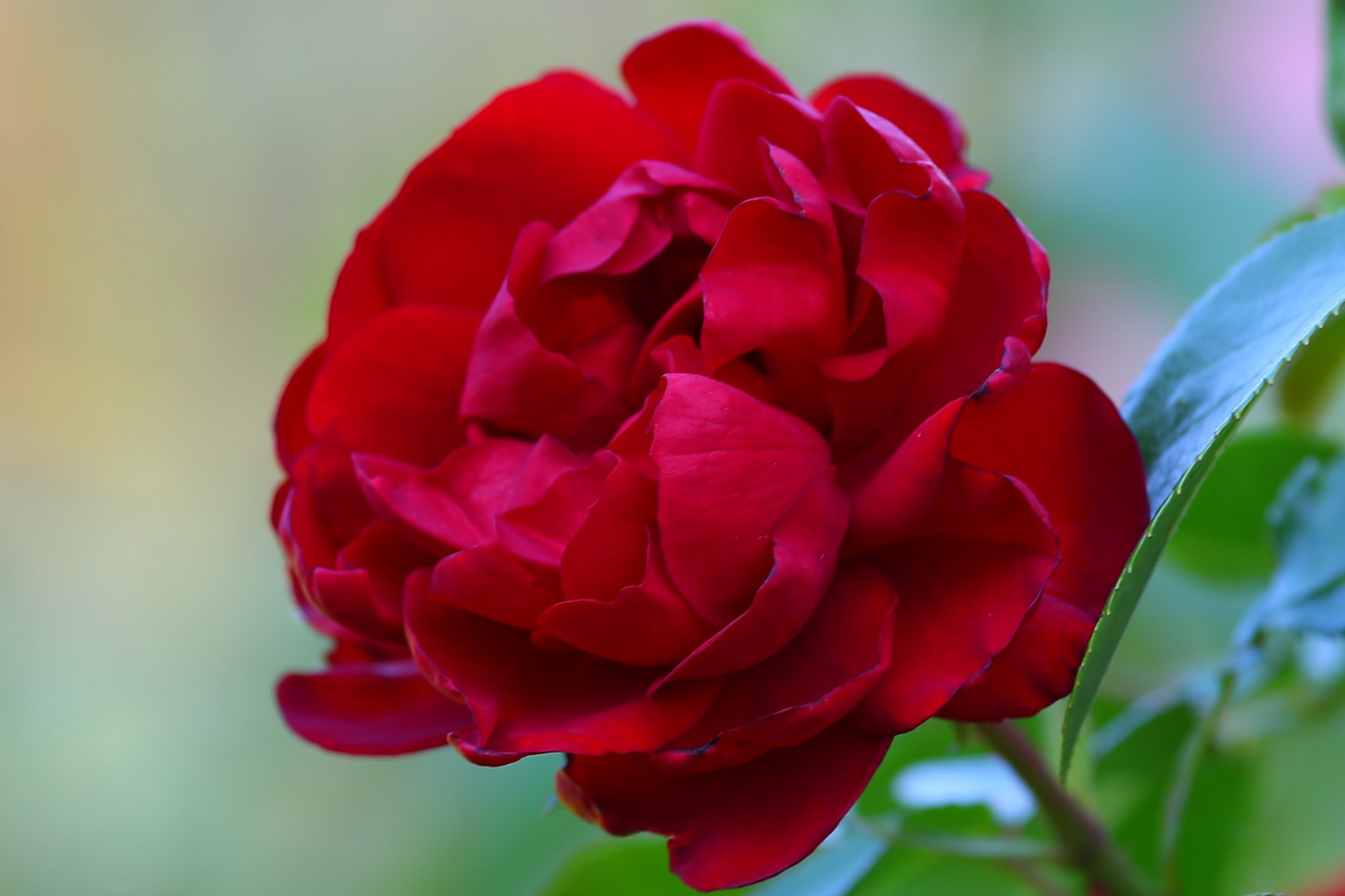 Rosen im Garten Foto & Bild pflanzen, pilze & flechten, blüten