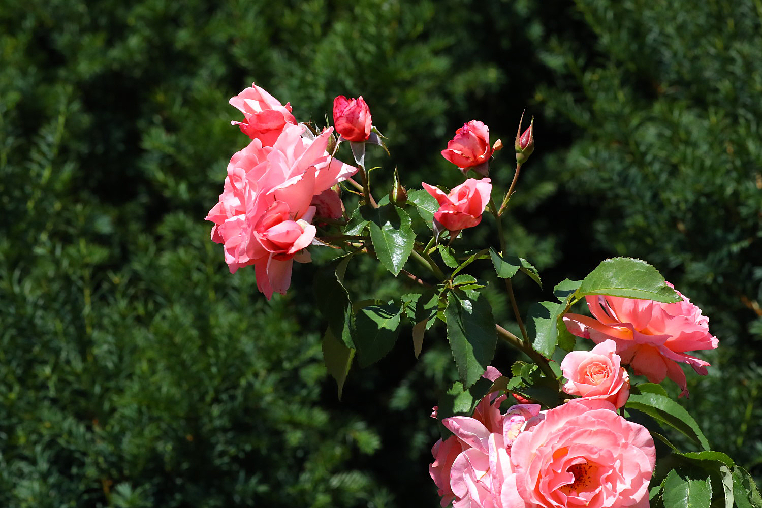 Rosen im Garten