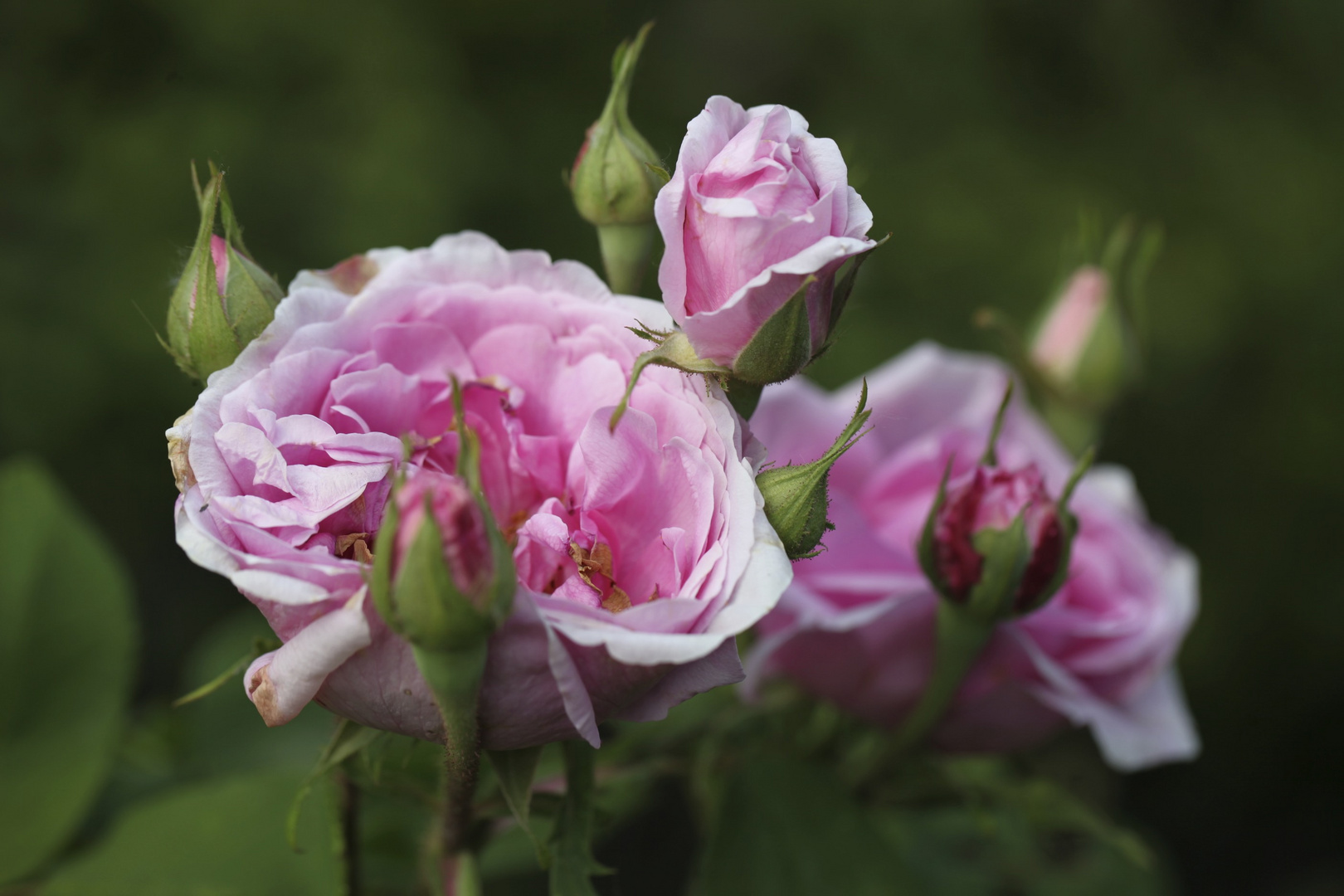 Rosen im Garten