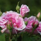 Rosen im Garten