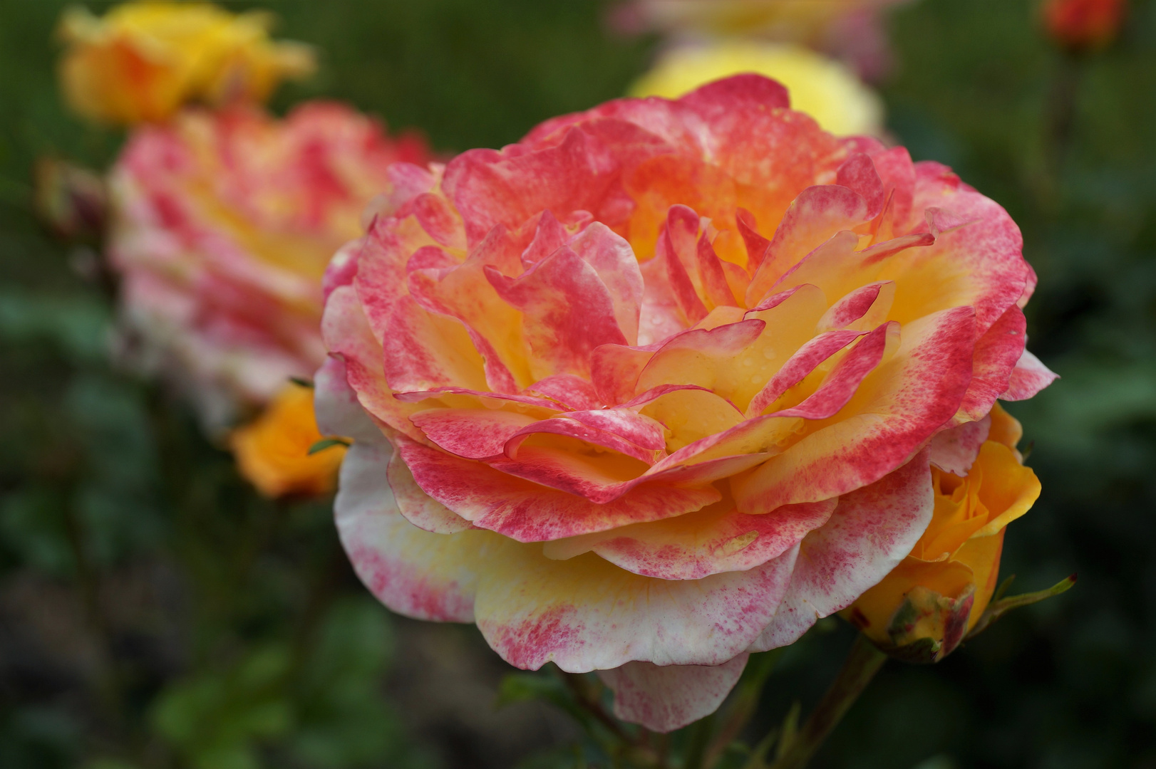 Rosen im Garten ...