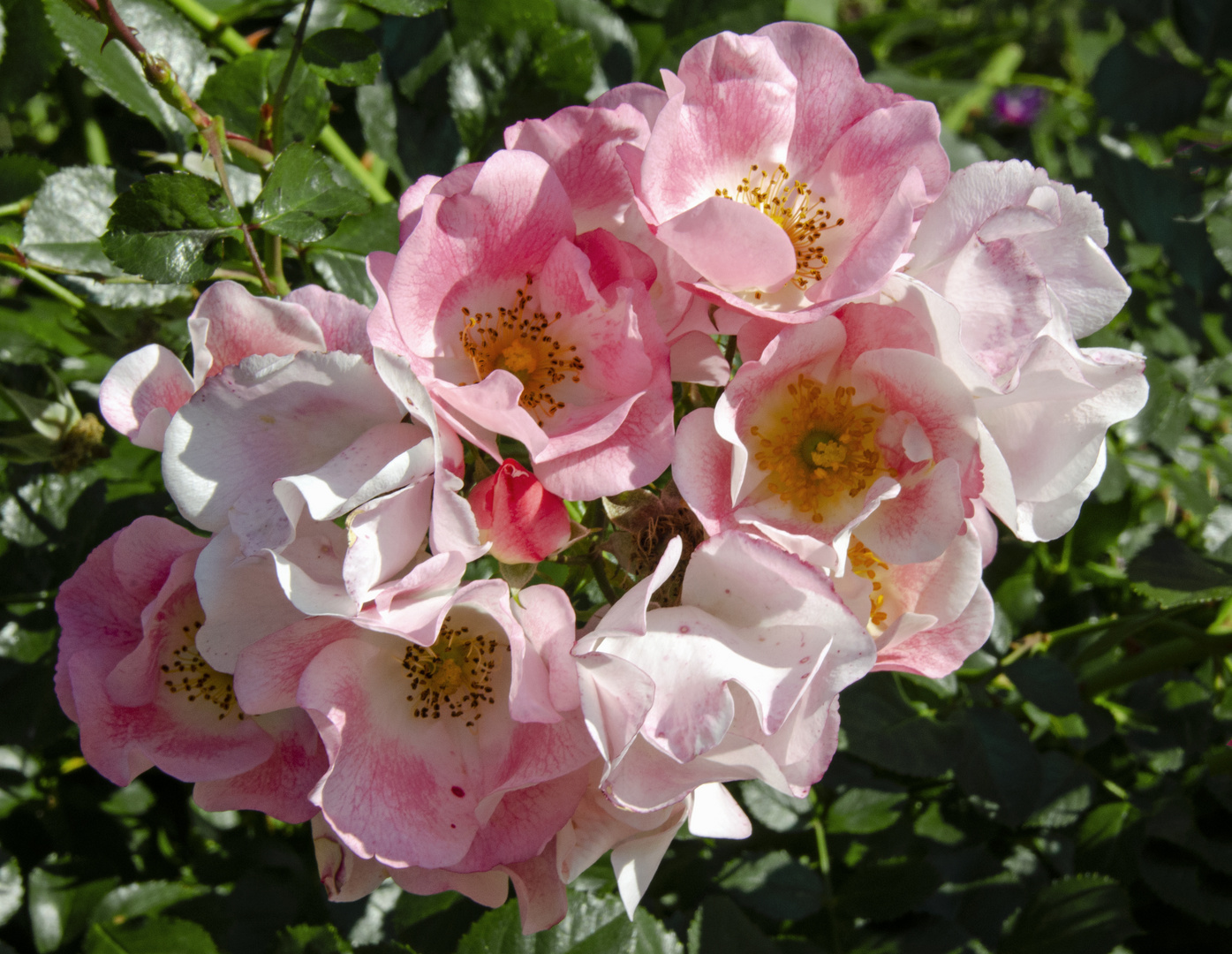 Rosen im Garten  