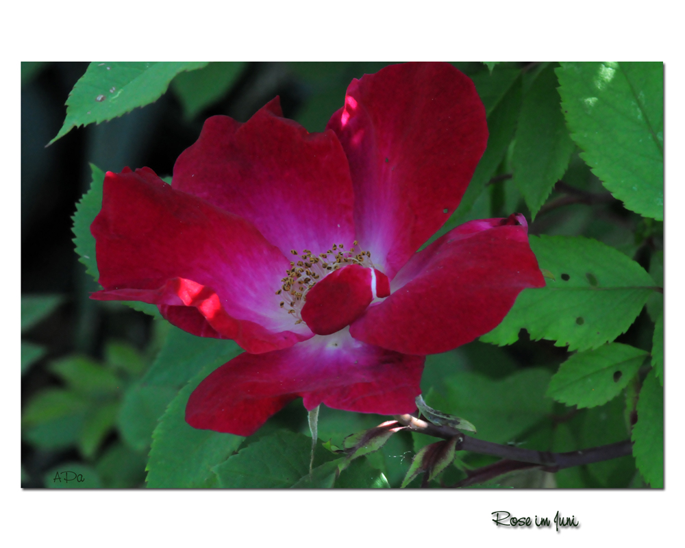 Rosen im Garten #4