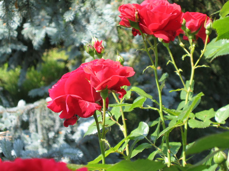 Rosen im Garten