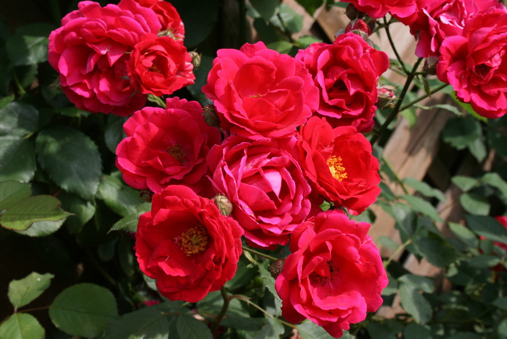 Rosen im Garten