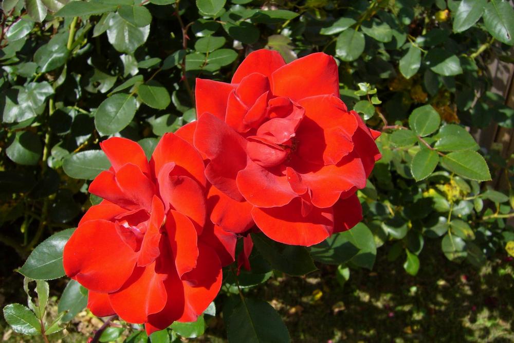 Rosen im Garten