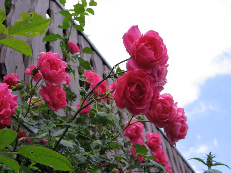 Rosen im Garten !!!!!!!!!!