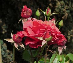 Rosen im Garten