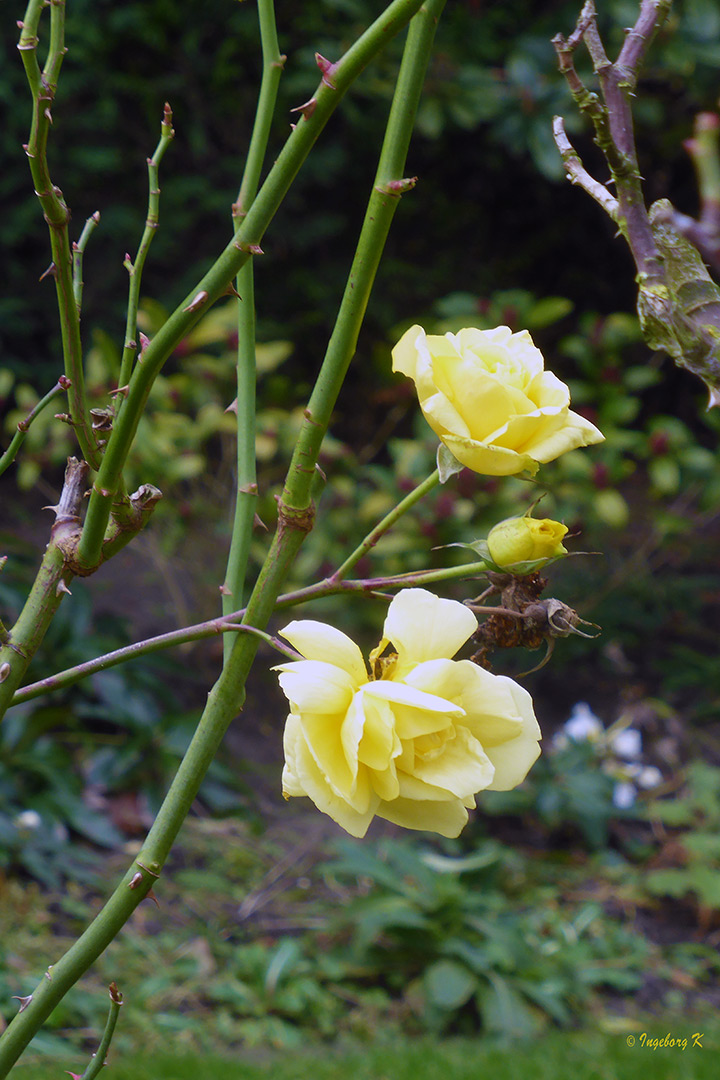 Rosen im Garten am 10.1.19
