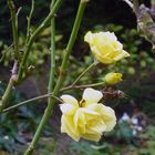 Rosen im Garten am 10.1.19