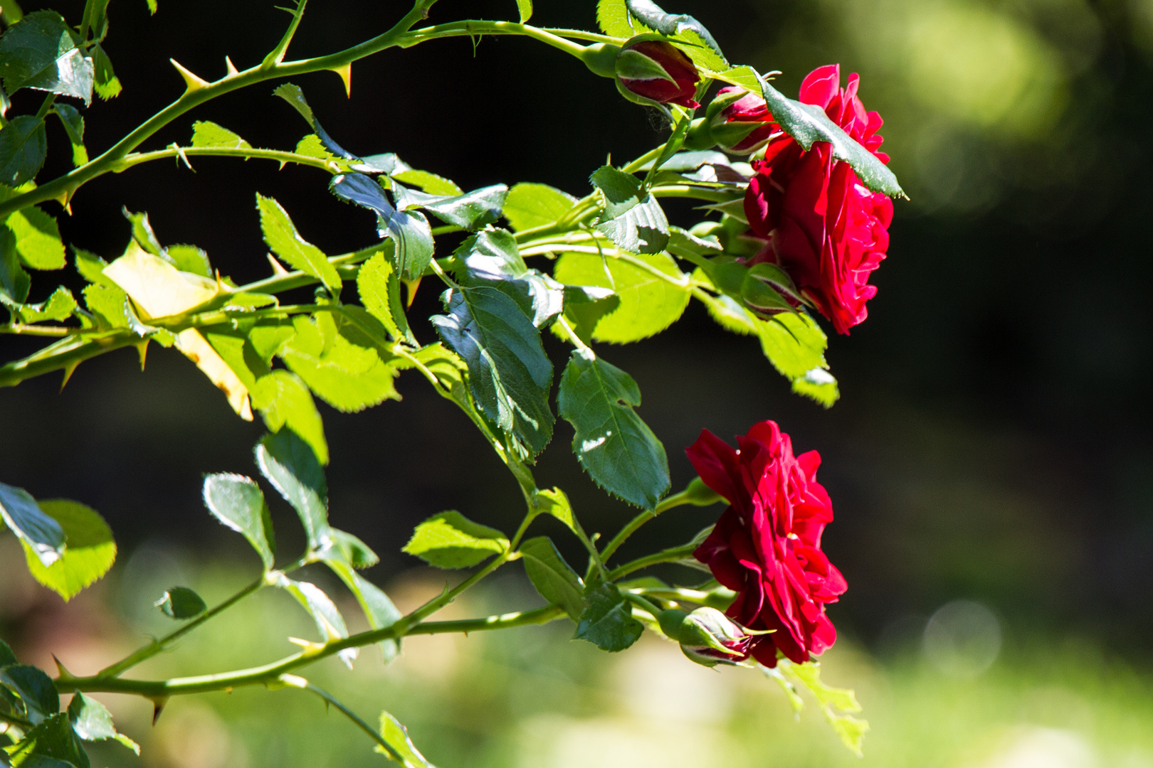 Rosen im Garten