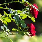 Rosen im Garten