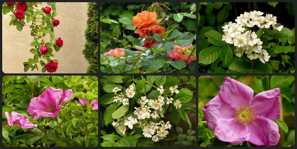 Rosen im Garten