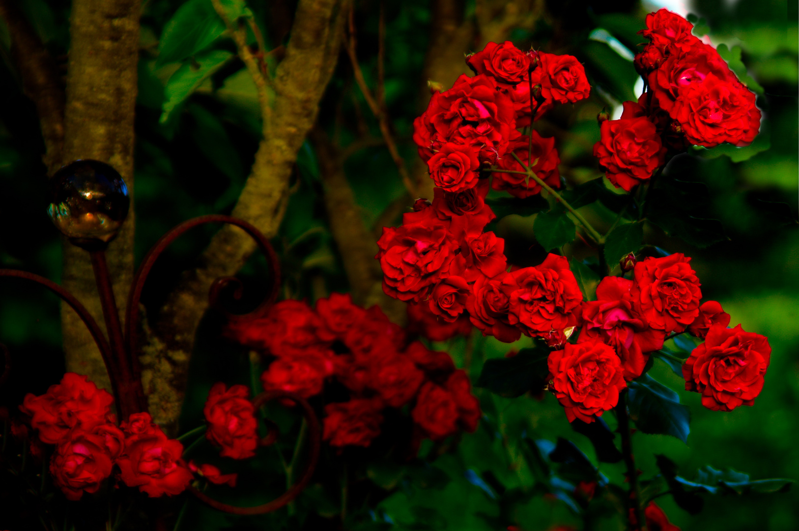 Rosen im Garten