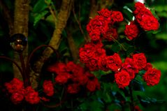 Rosen im Garten