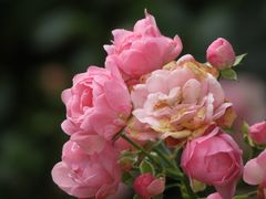 Rosen im Garten