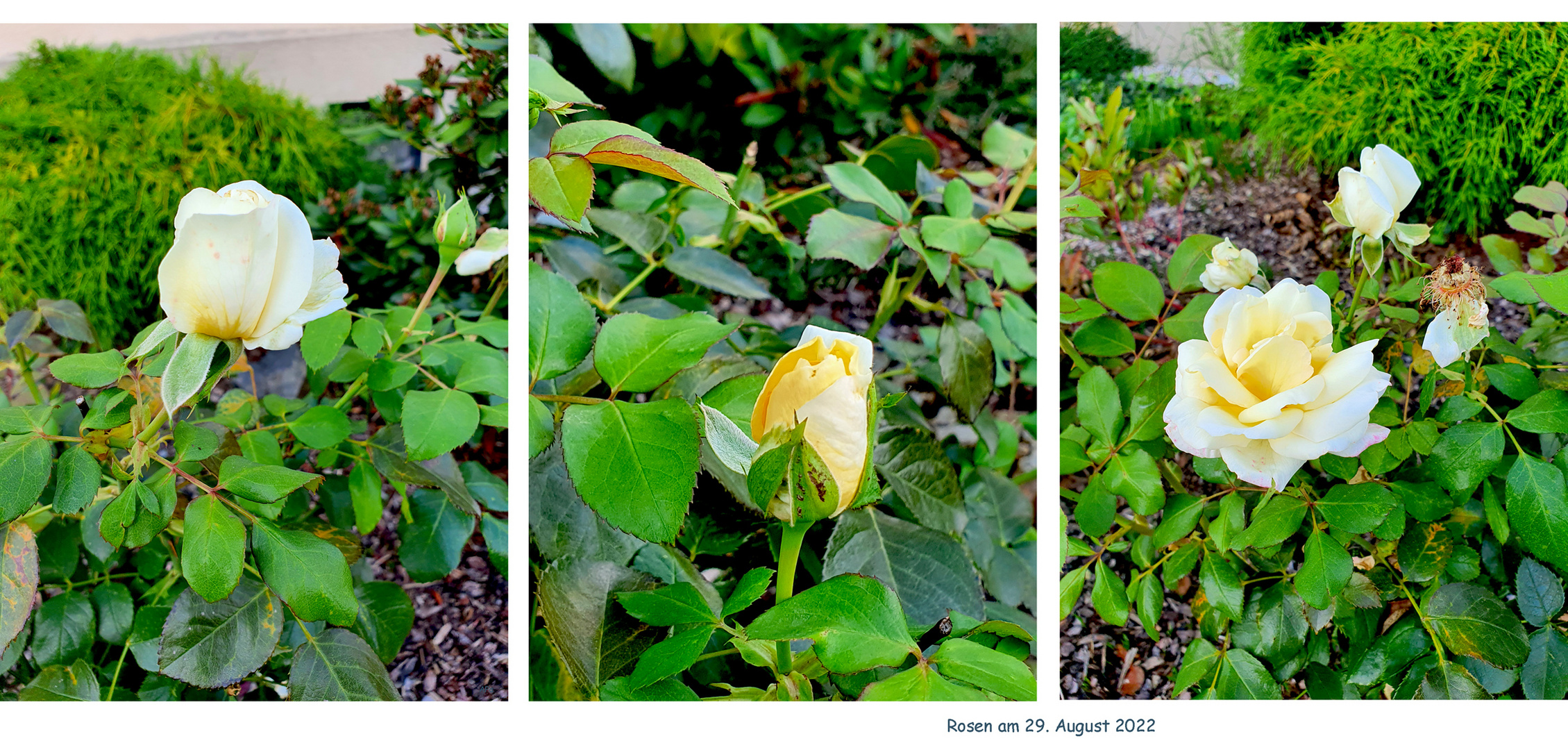 Rosen im Garten**