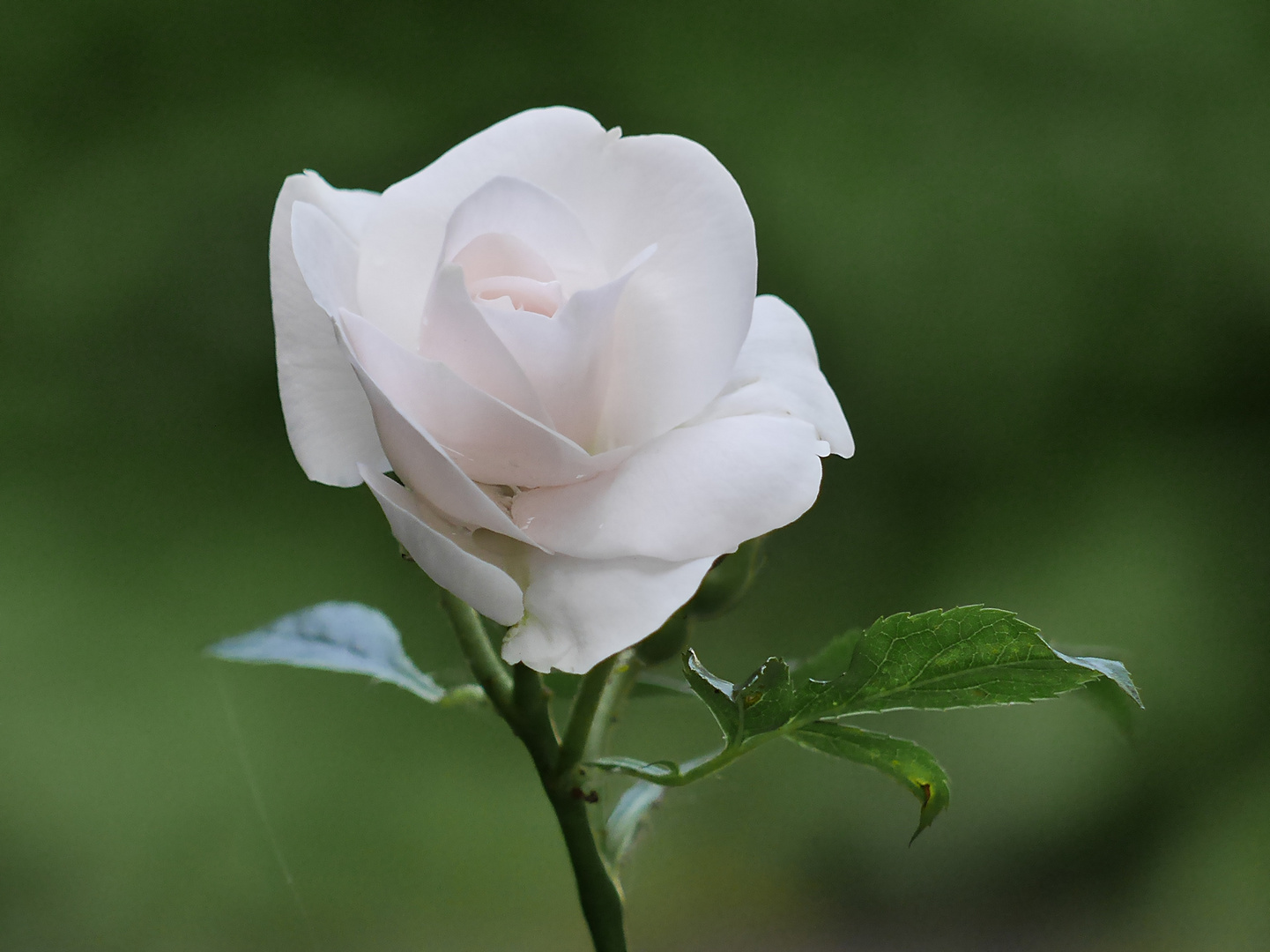 Rosen im Garten und an der Terrasse