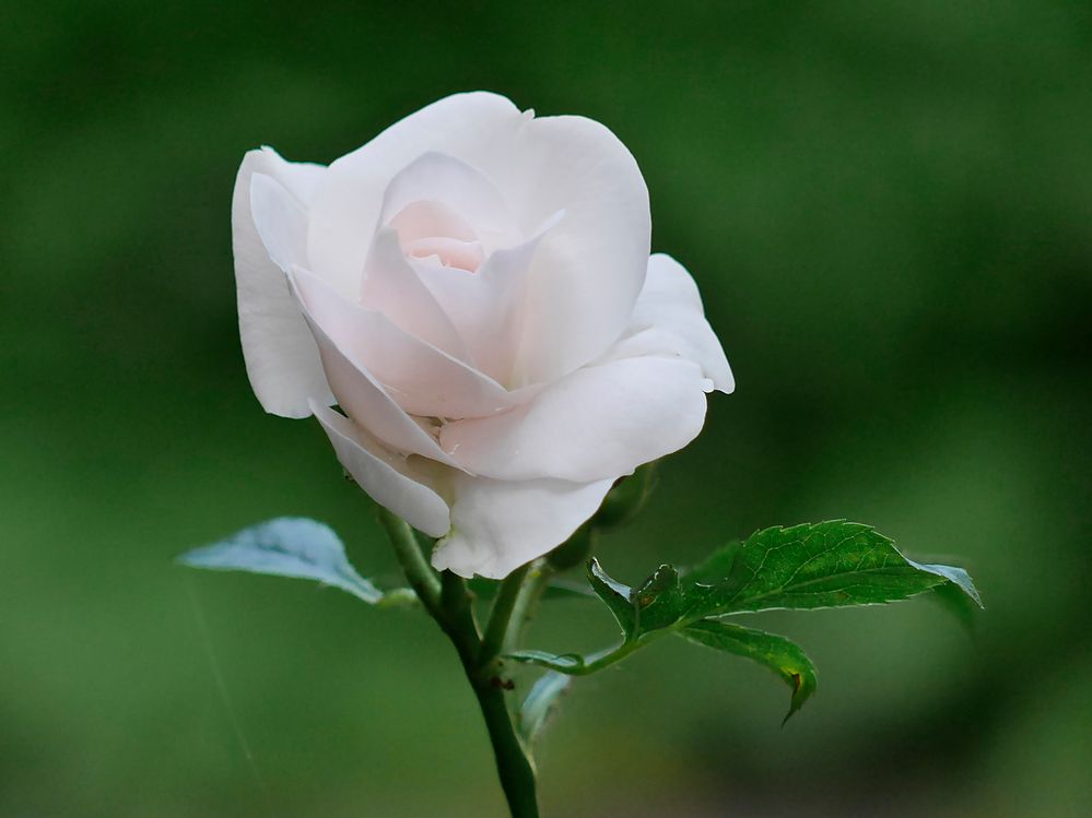 Rosen im Garten und an der Terrasse