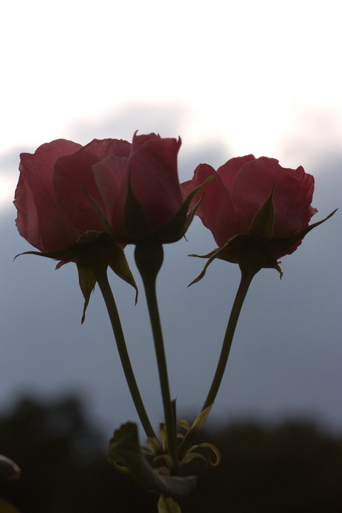 Rosen im Gegenlicht