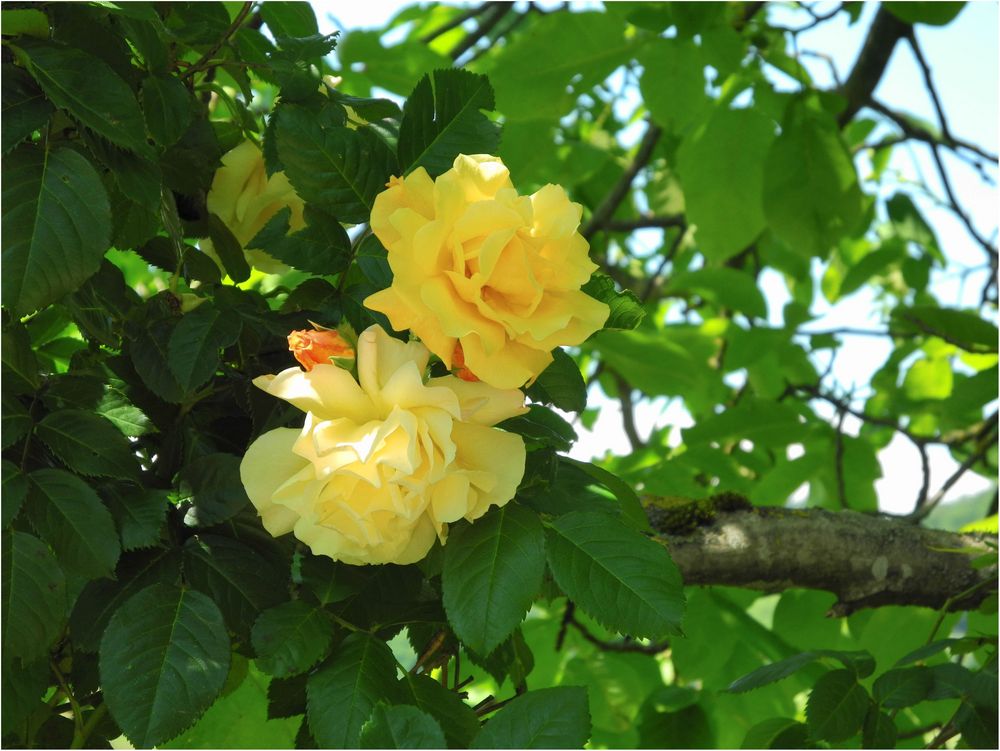 Rosen im Gehölz