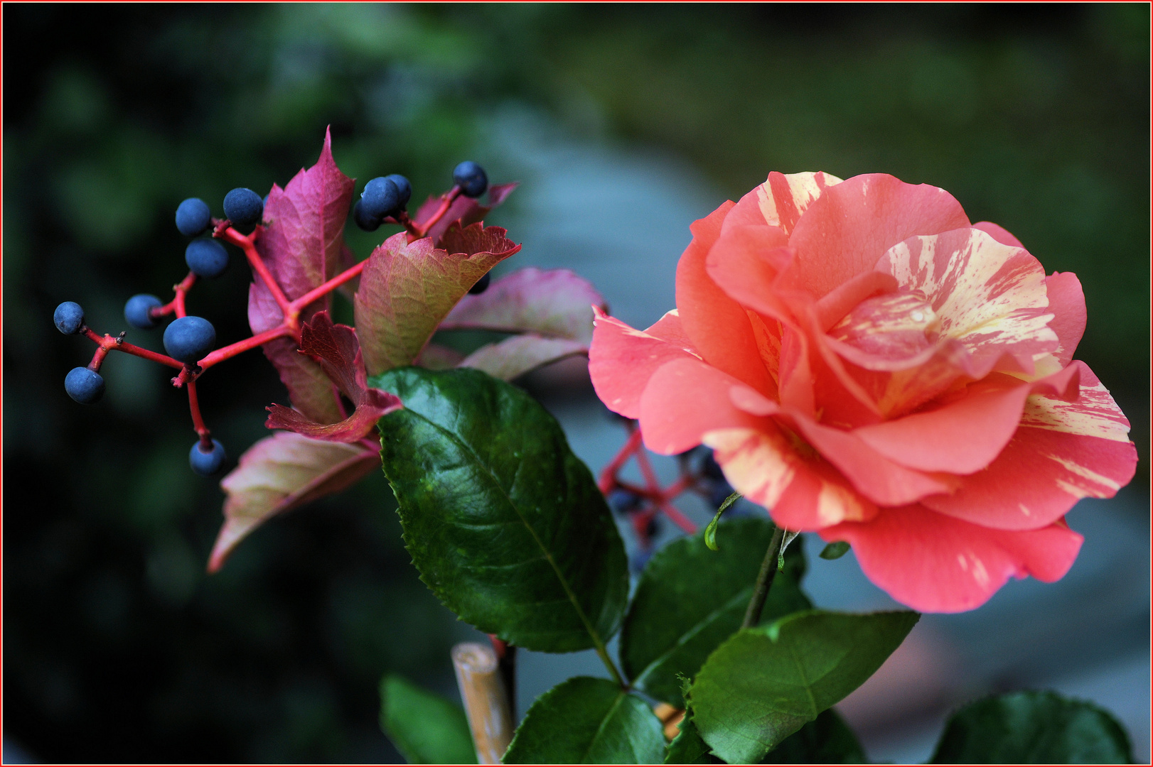 Rosen im Herbst (07) Foto & Bild natur, herbst, pflanzen Bilder auf