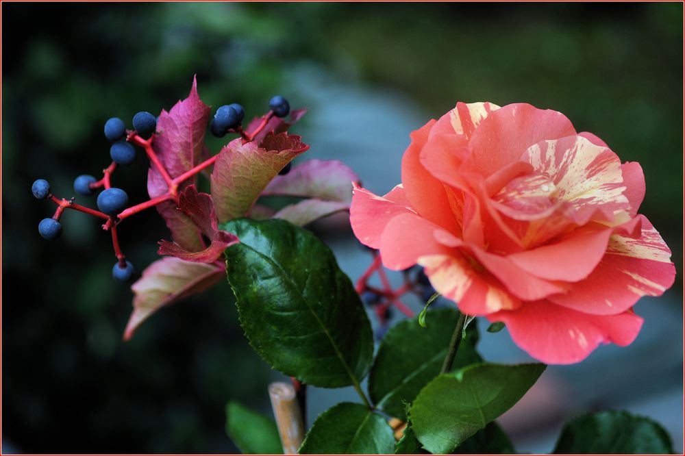 Rosen im Herbst (07) Foto & Bild natur, herbst, pflanzen Bilder auf