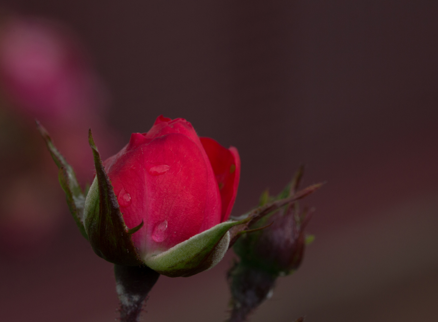 Rosen im Herbst