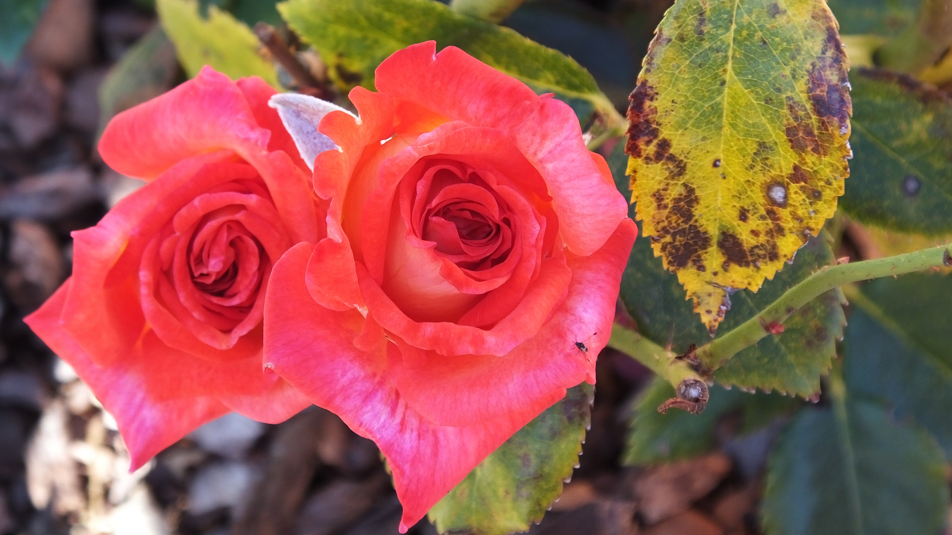 Rosen im Herbst Foto & Bild natur, pflanzen, pilze & flechten Bilder
