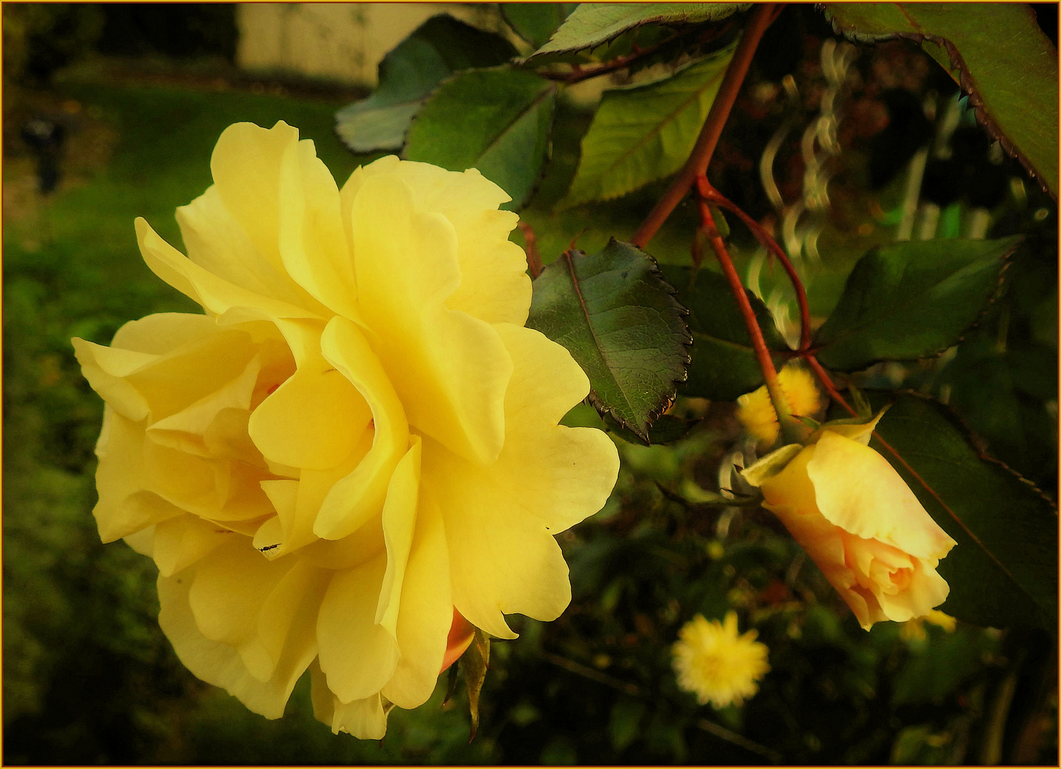 Rosen im Herbst (09) Foto & Bild natur, herbst, pflanzen Bilder auf