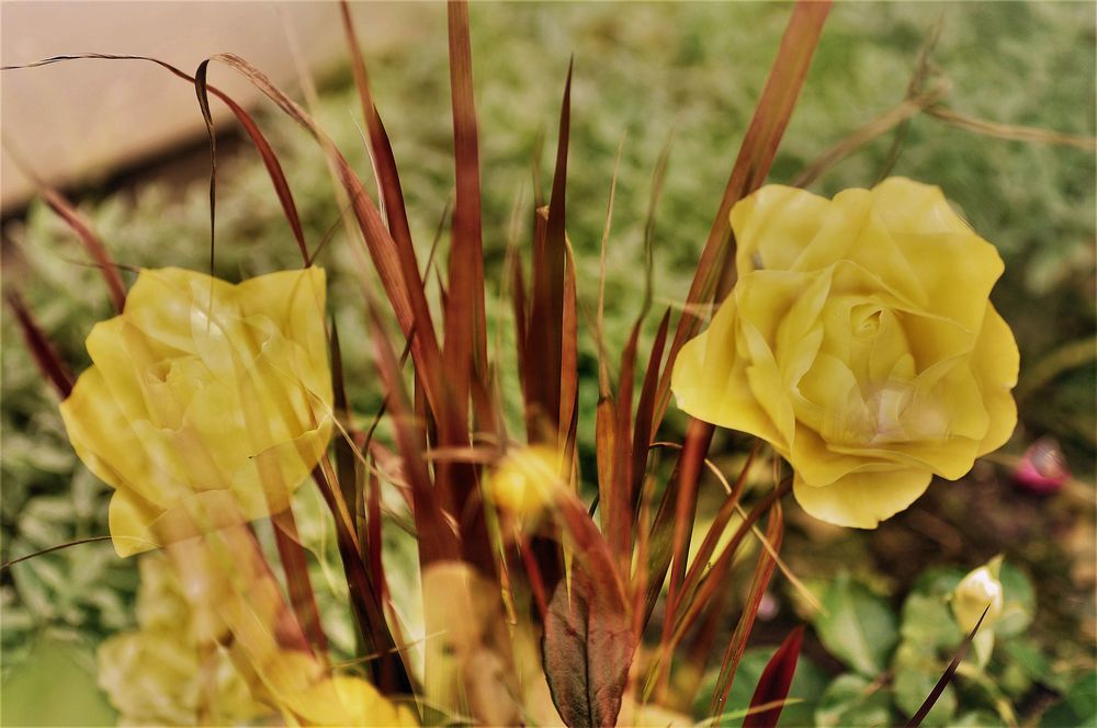 Rosen im Herbst (11) 