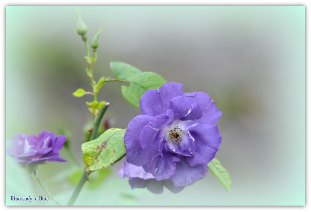 Rosen im Herbst