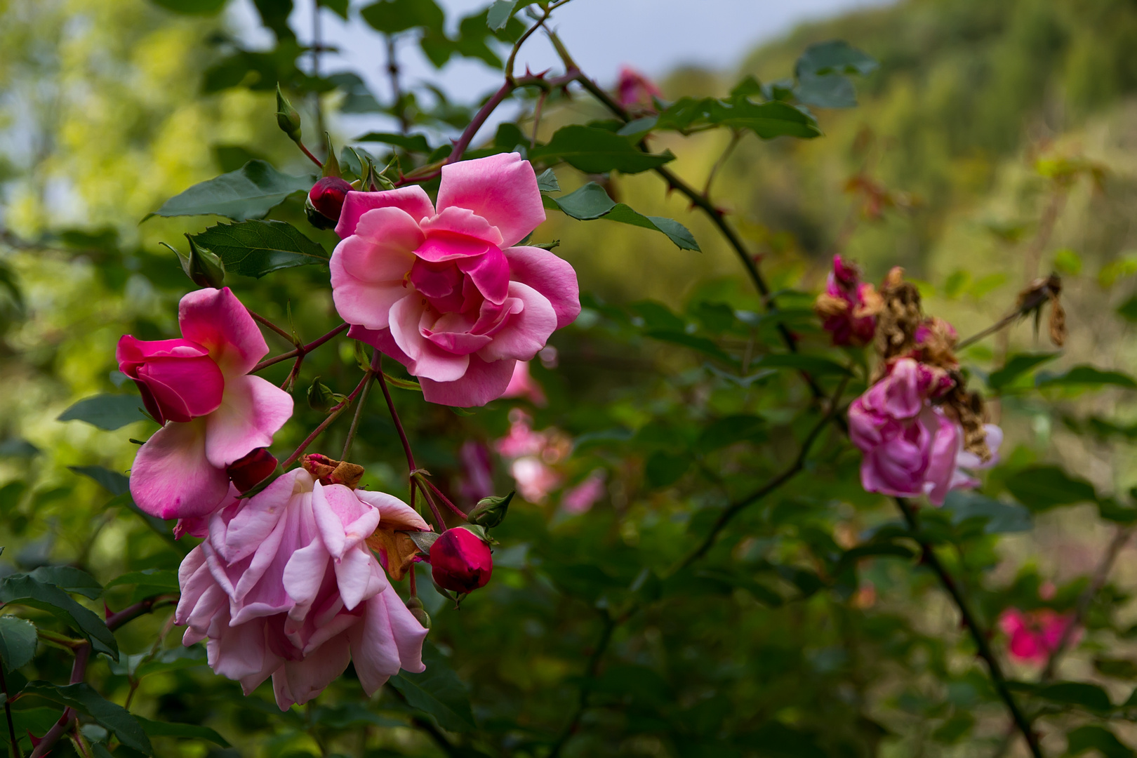 Rosen im Herbst Foto & Bild pflanzen, pilze & flechten, blüten