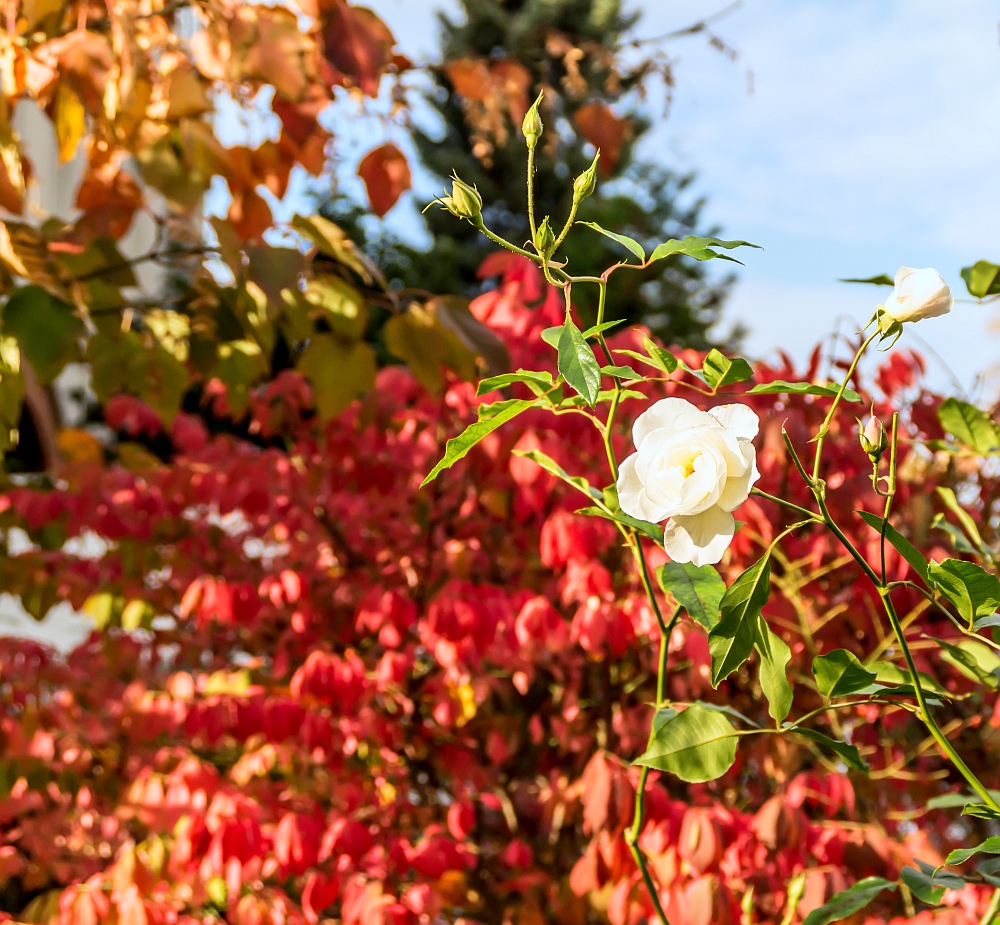 Rosen im Herbst