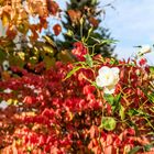 Rosen im Herbst