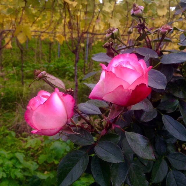 """ Rosen im Herbst """