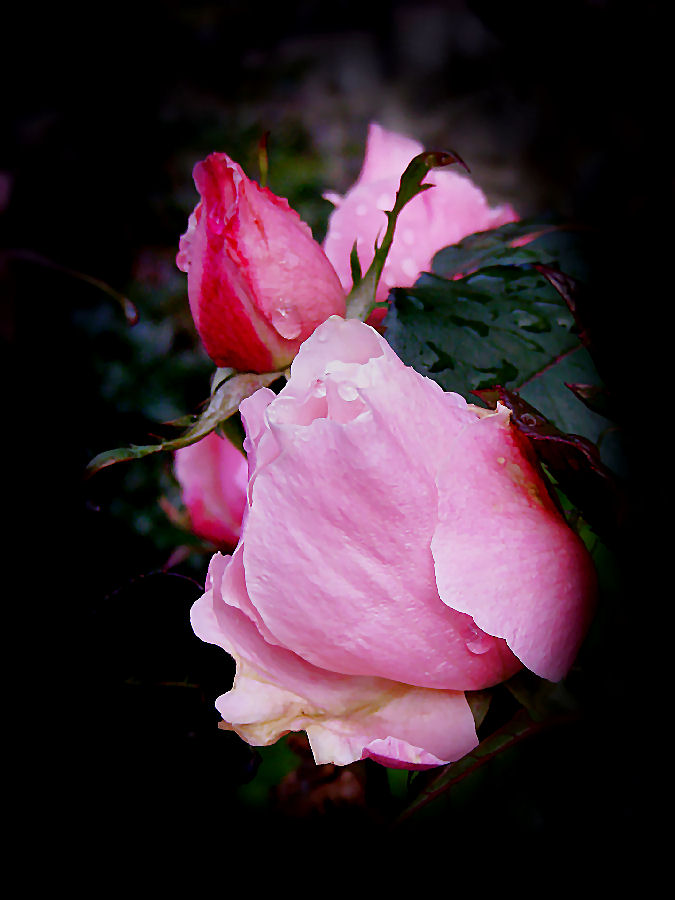 Rosen im Herbst Foto & Bild pflanzen, pilze & flechten, blüten