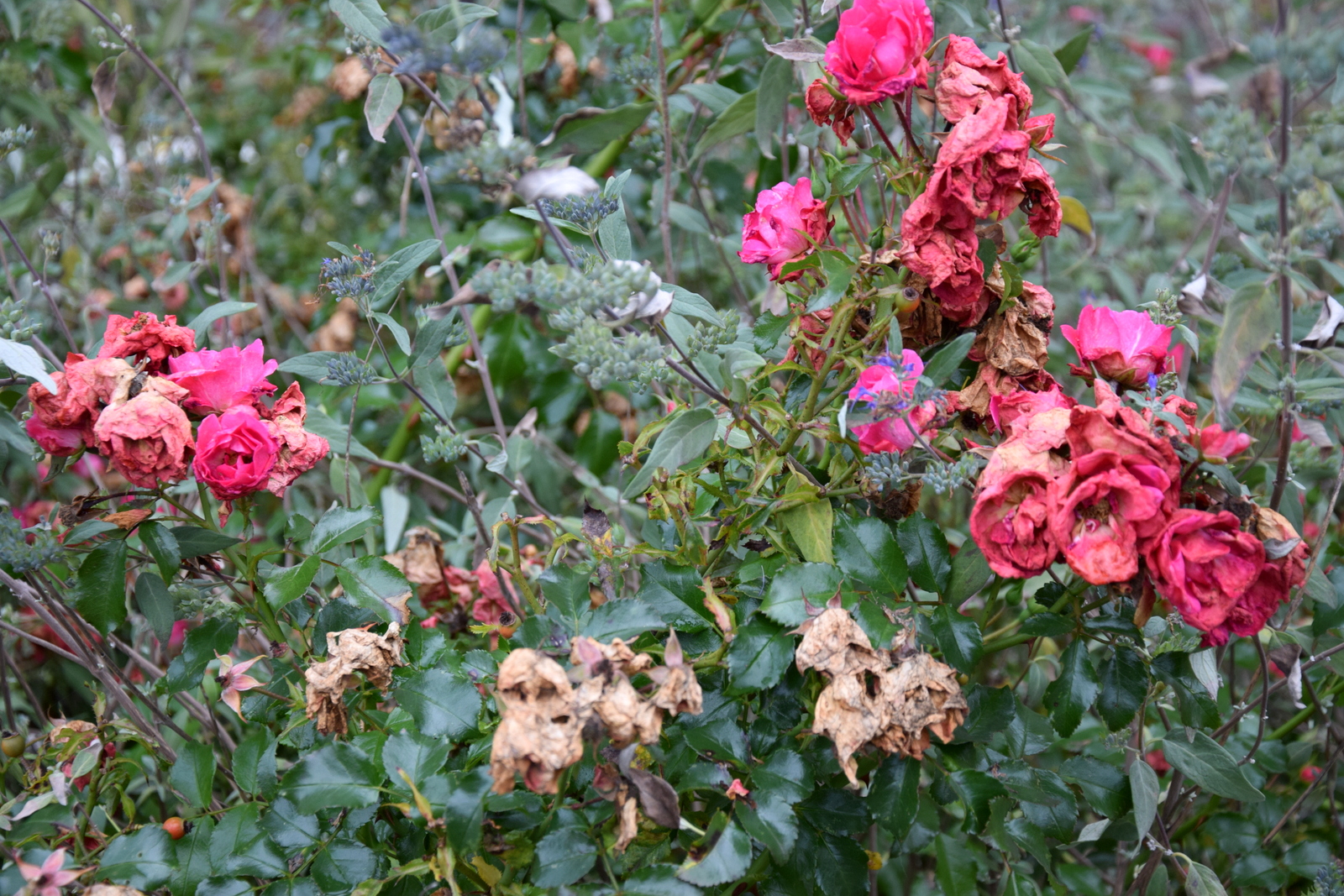 Rosen im Herbst