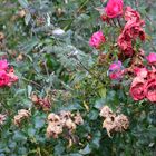 Rosen im Herbst