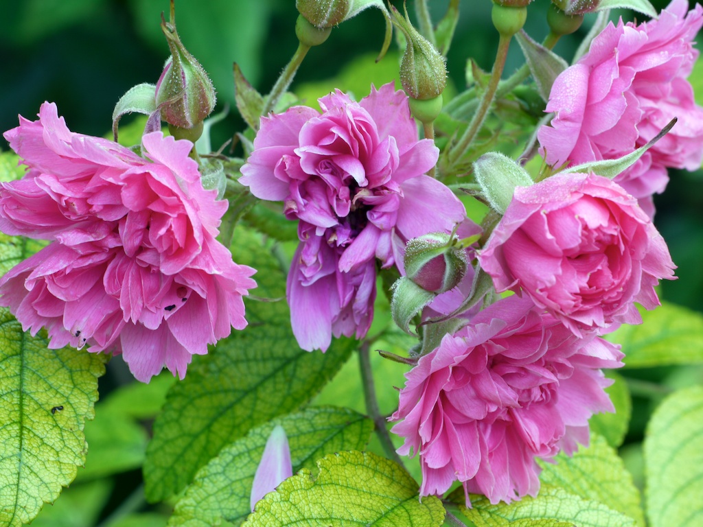 Rosen im Herbst Foto & Bild pflanzen, pilze & flechten, blüten