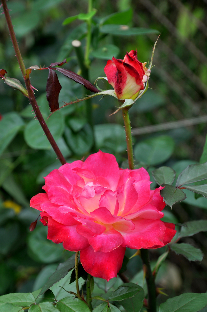 Rosen im Herbst