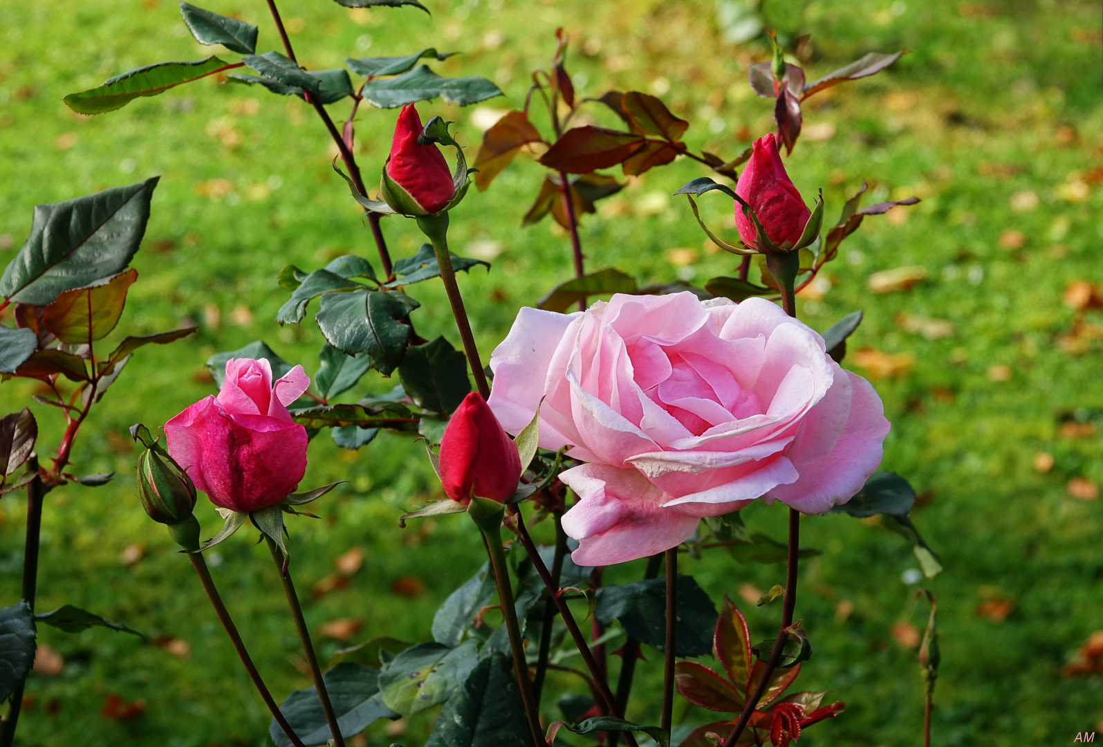 Rosen im Herbst